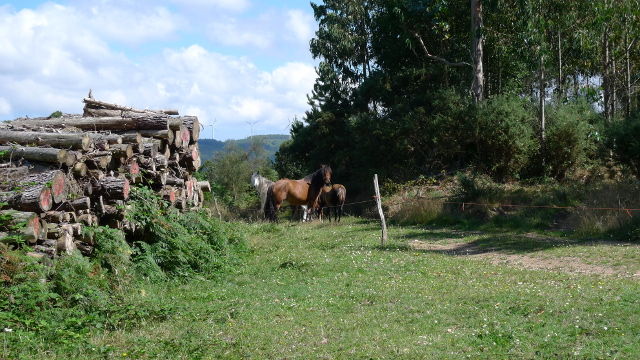 O Vicedo (Galicia)