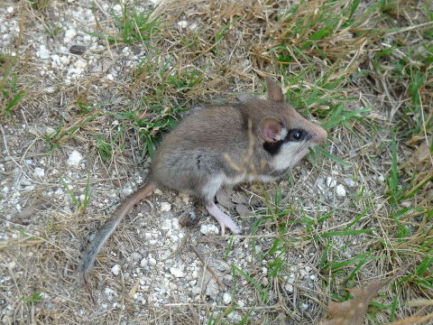 Os Ancares (Galicia)