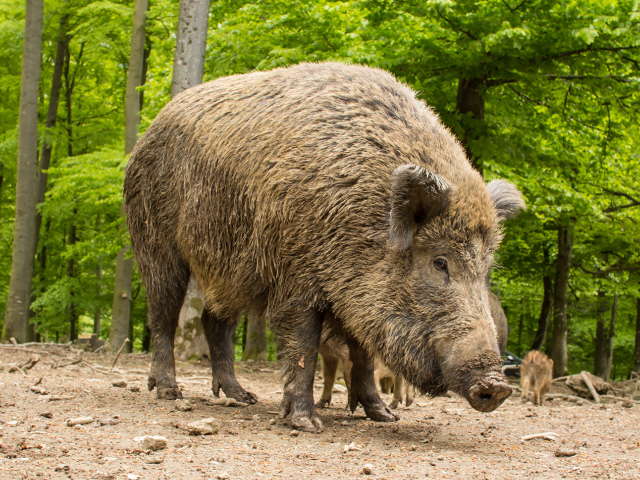 Jabalí (Galicia)