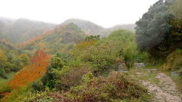 Devesa da Rogueira (Galicia)