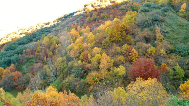 Devesa da Rogueira (Galicia)