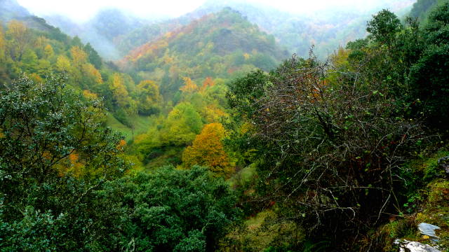 Devesa da Rogueira (Galicia)
