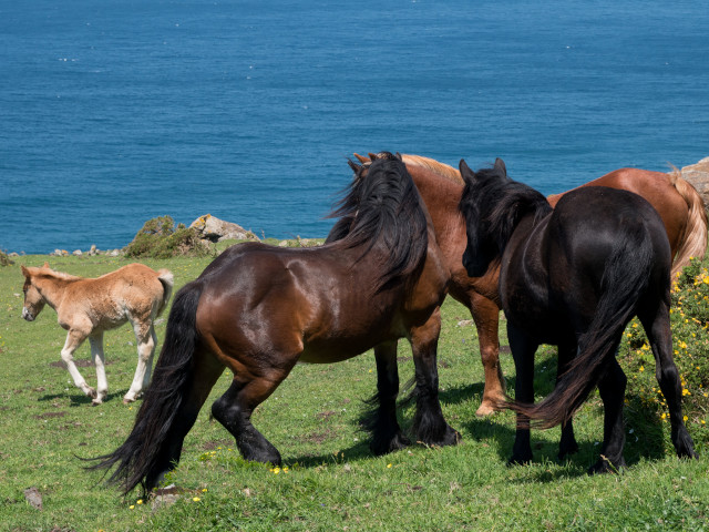 Praia de Teixidelo (Galicia)