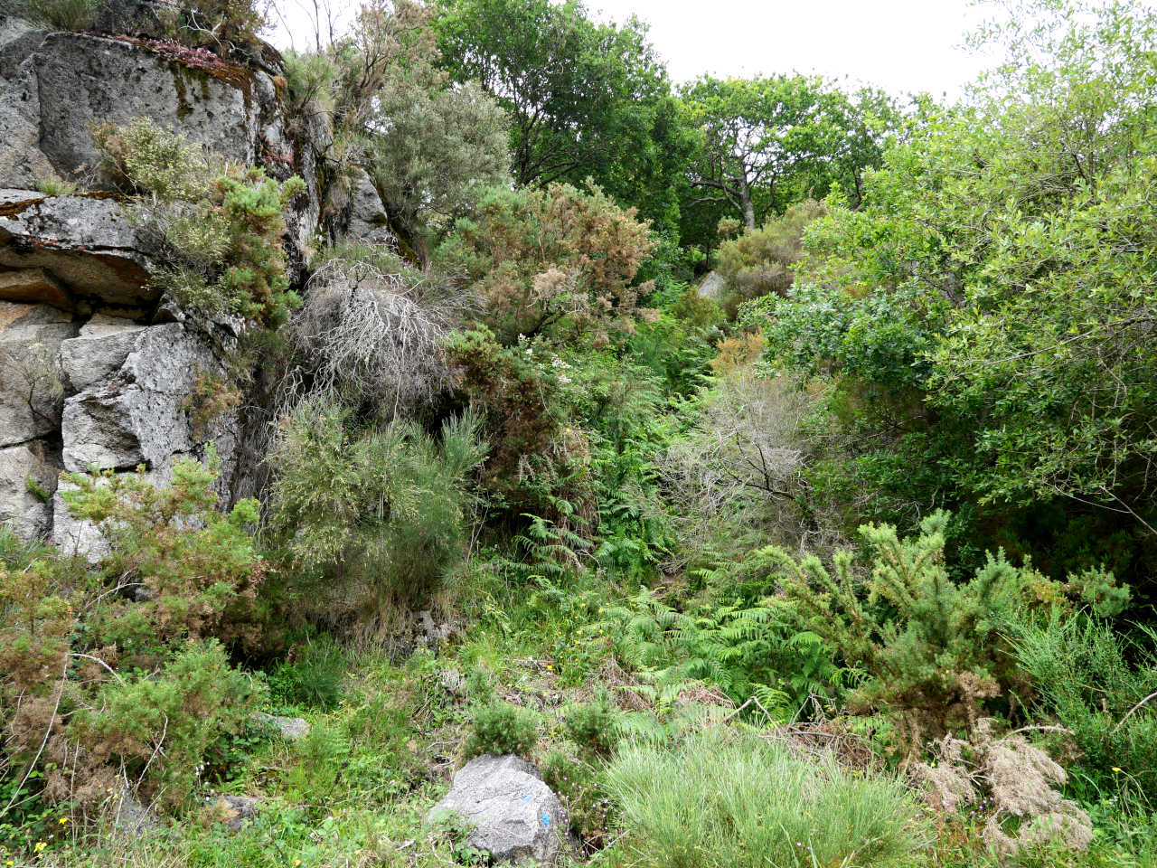 Cañón do Eume (Galicia)