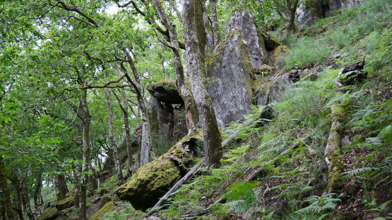 Cañón do Eume (Galicia)