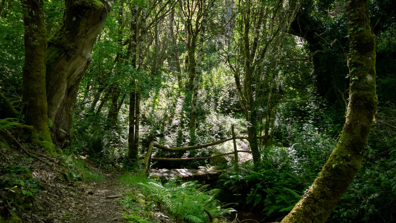 Ruta da Marronda-Alto Eo (Félix González)