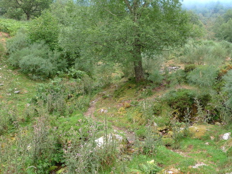 Subida a Mustallar desde A Ponte de Vales (Galicia)